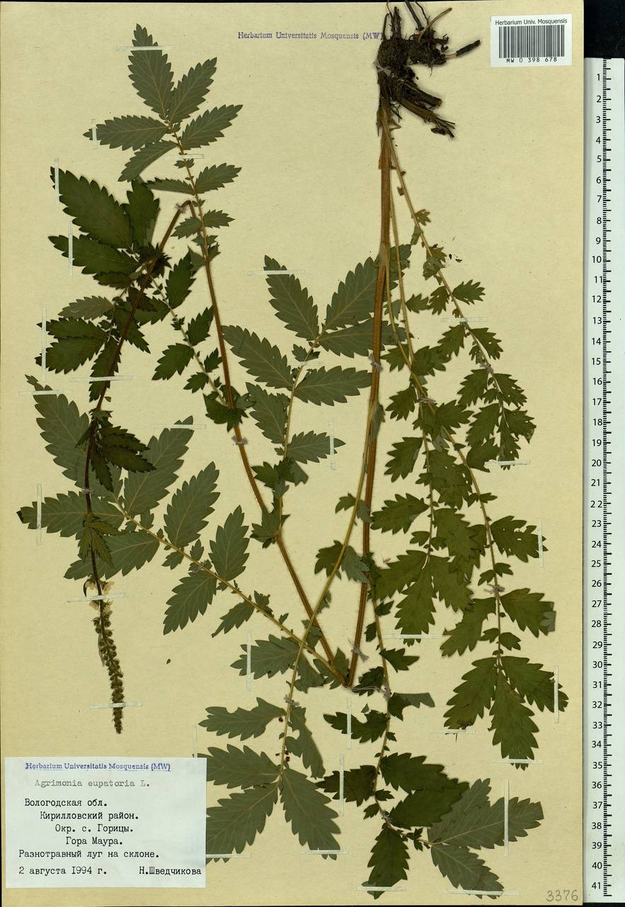 Agrimonia eupatoria L., Eastern Europe, Northern region (E1) (Russia)