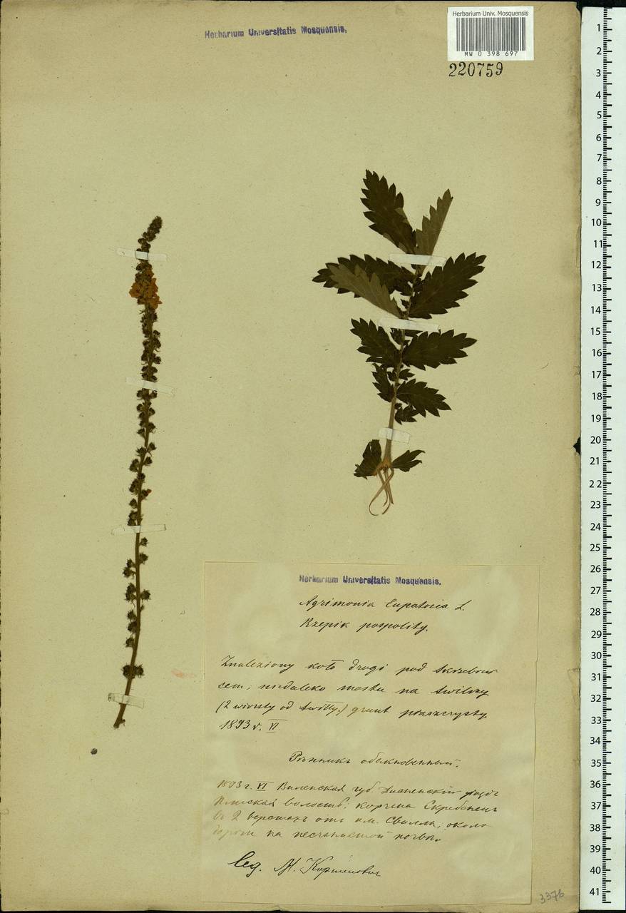 Agrimonia eupatoria L., Eastern Europe, Belarus (E3a) (Belarus)
