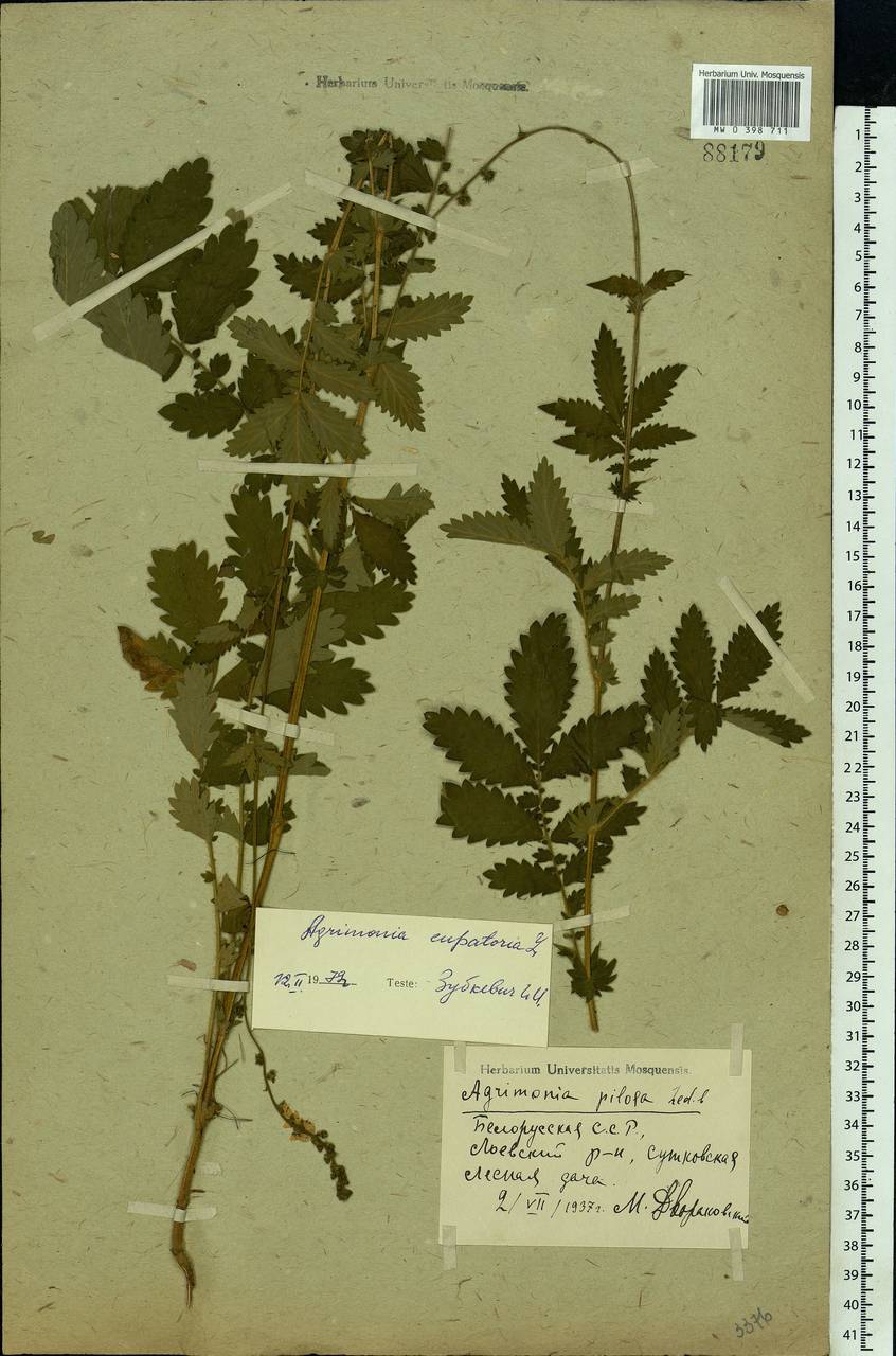 Agrimonia eupatoria L., Eastern Europe, Belarus (E3a) (Belarus)