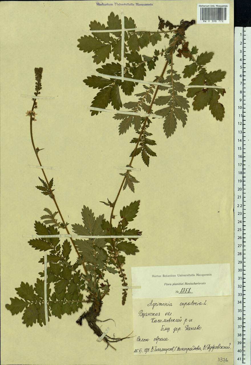 Agrimonia eupatoria L., Eastern Europe, Central region (E4) (Russia)