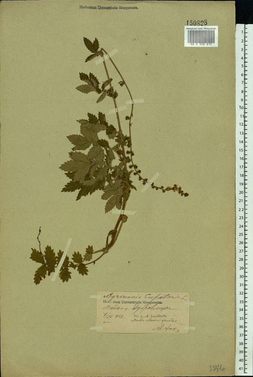 Agrimonia eupatoria L., Eastern Europe, Moscow region (E4a) (Russia)