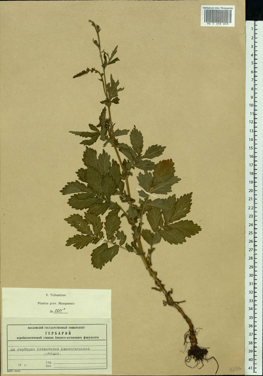 Agrimonia eupatoria L., Eastern Europe, Moscow region (E4a) (Russia)