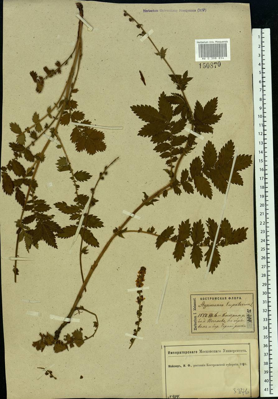 Agrimonia eupatoria L., Eastern Europe, Central forest region (E5) (Russia)