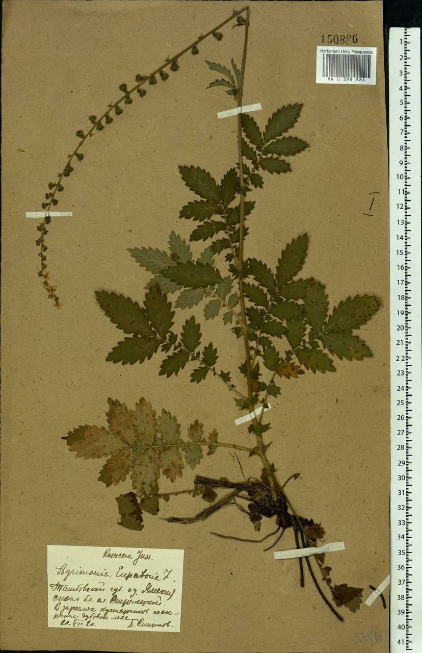 Agrimonia eupatoria L., Eastern Europe, Central forest-and-steppe region (E6) (Russia)