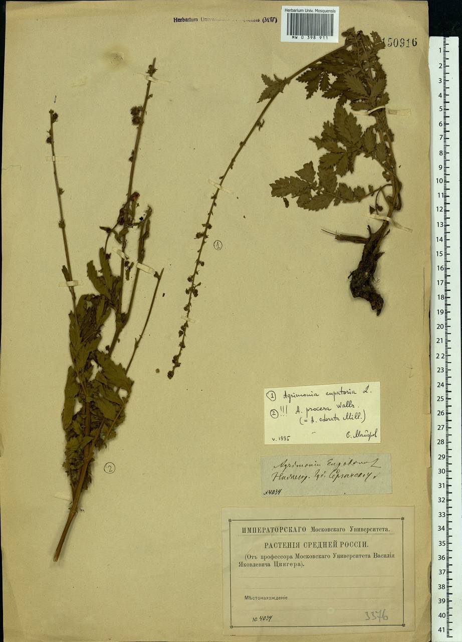 Agrimonia eupatoria L., Eastern Europe, Volga-Kama region (E7) (Russia)