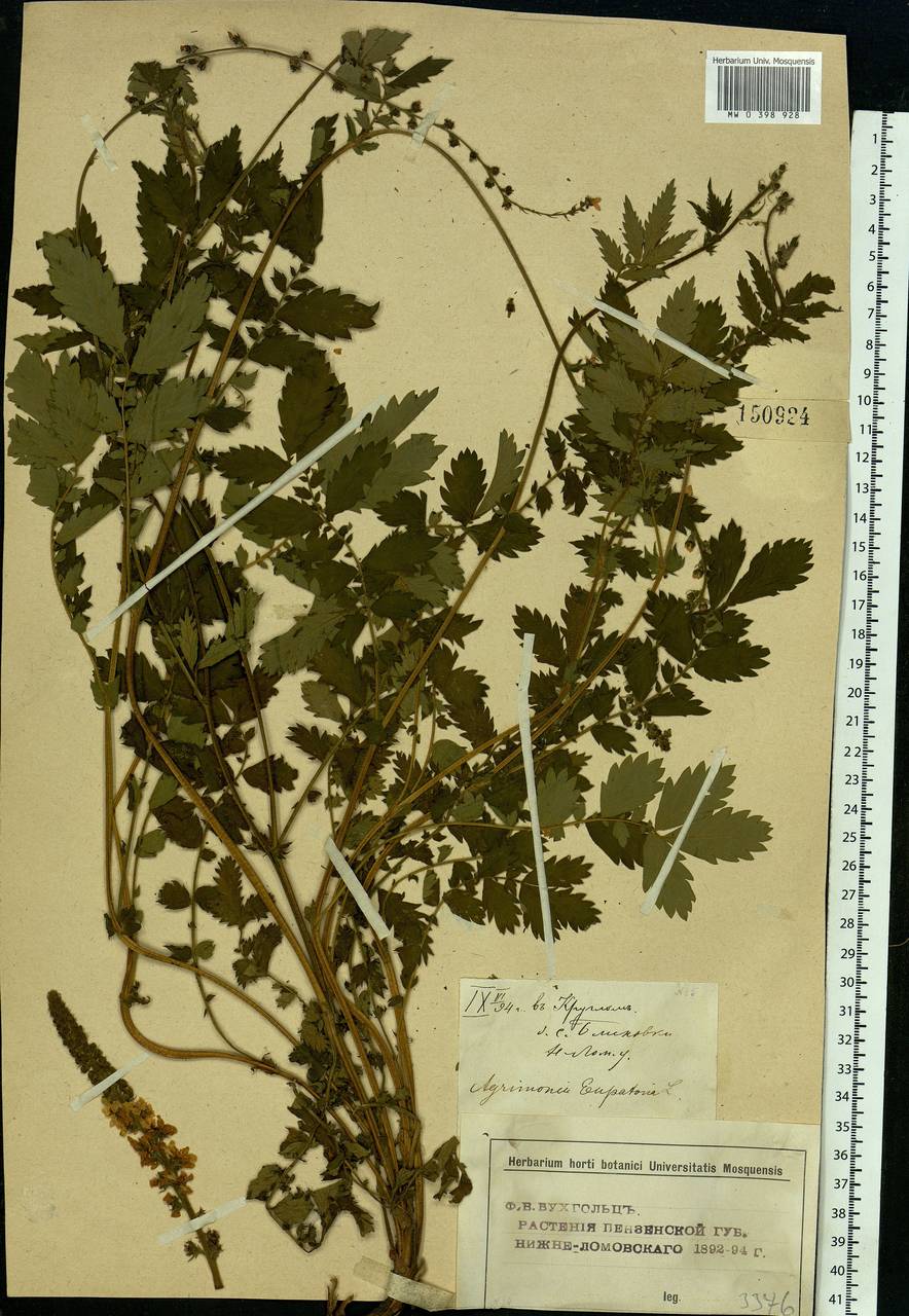 Agrimonia eupatoria L., Eastern Europe, Middle Volga region (E8) (Russia)