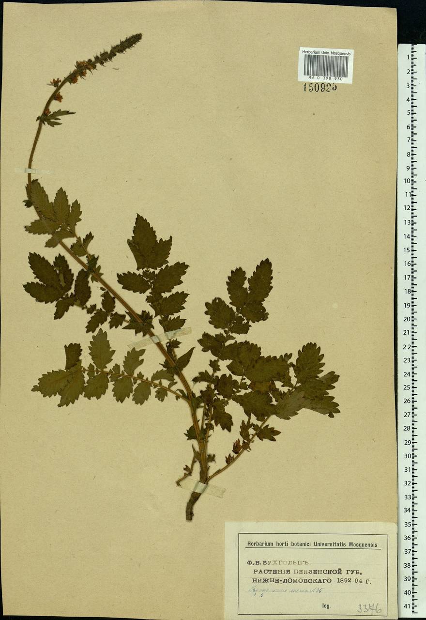 Agrimonia eupatoria L., Eastern Europe, Middle Volga region (E8) (Russia)