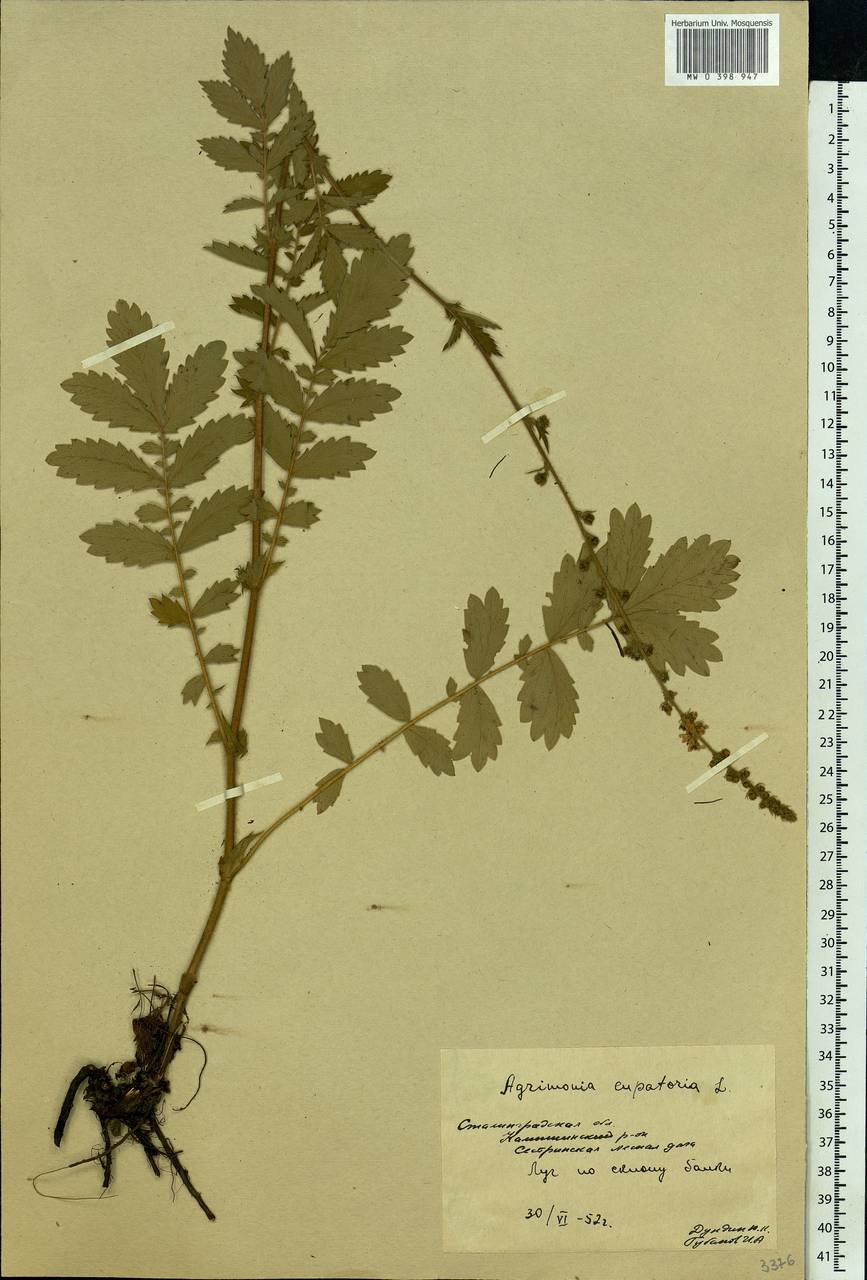 Agrimonia eupatoria L., Eastern Europe, Lower Volga region (E9) (Russia)
