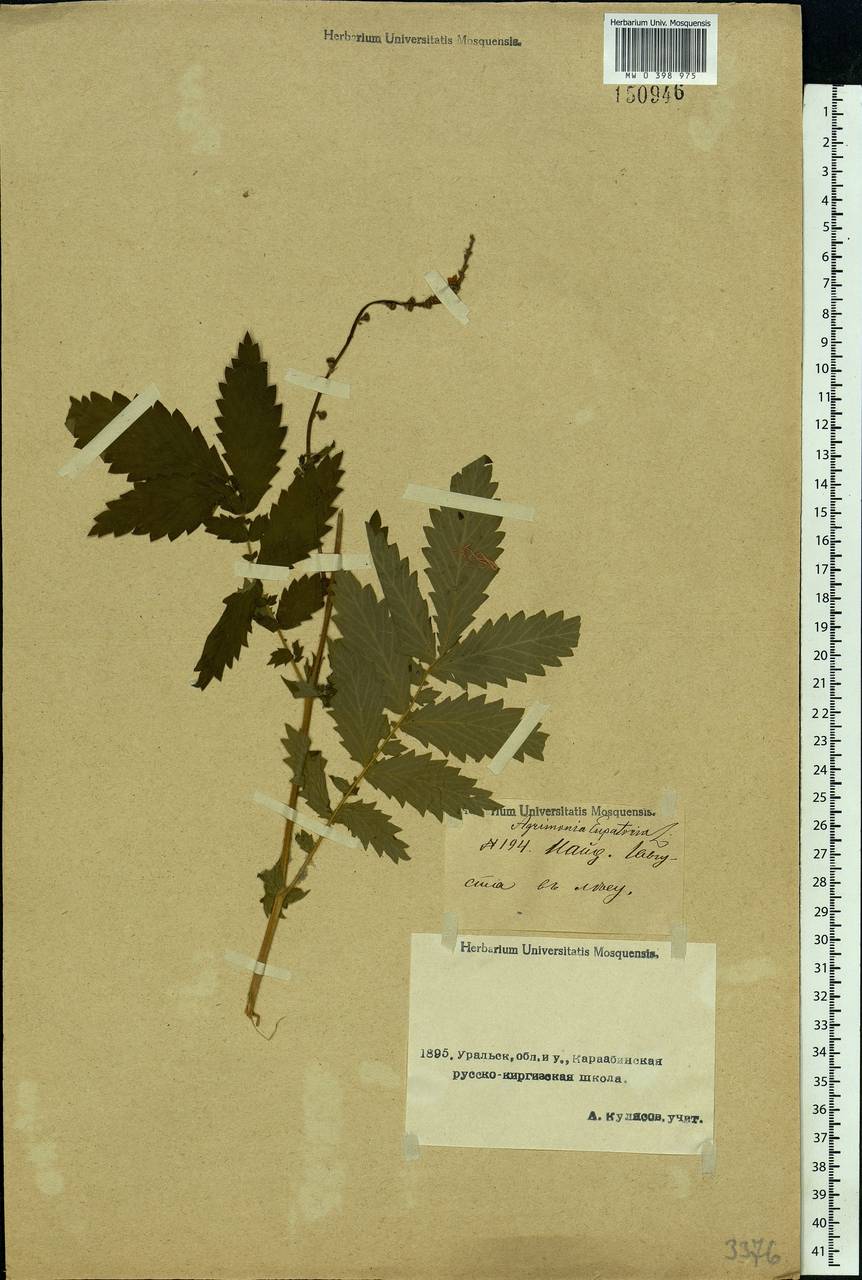 Agrimonia eupatoria L., Middle Asia, Caspian Ustyurt & Northern Aralia (M8) (Kazakhstan)