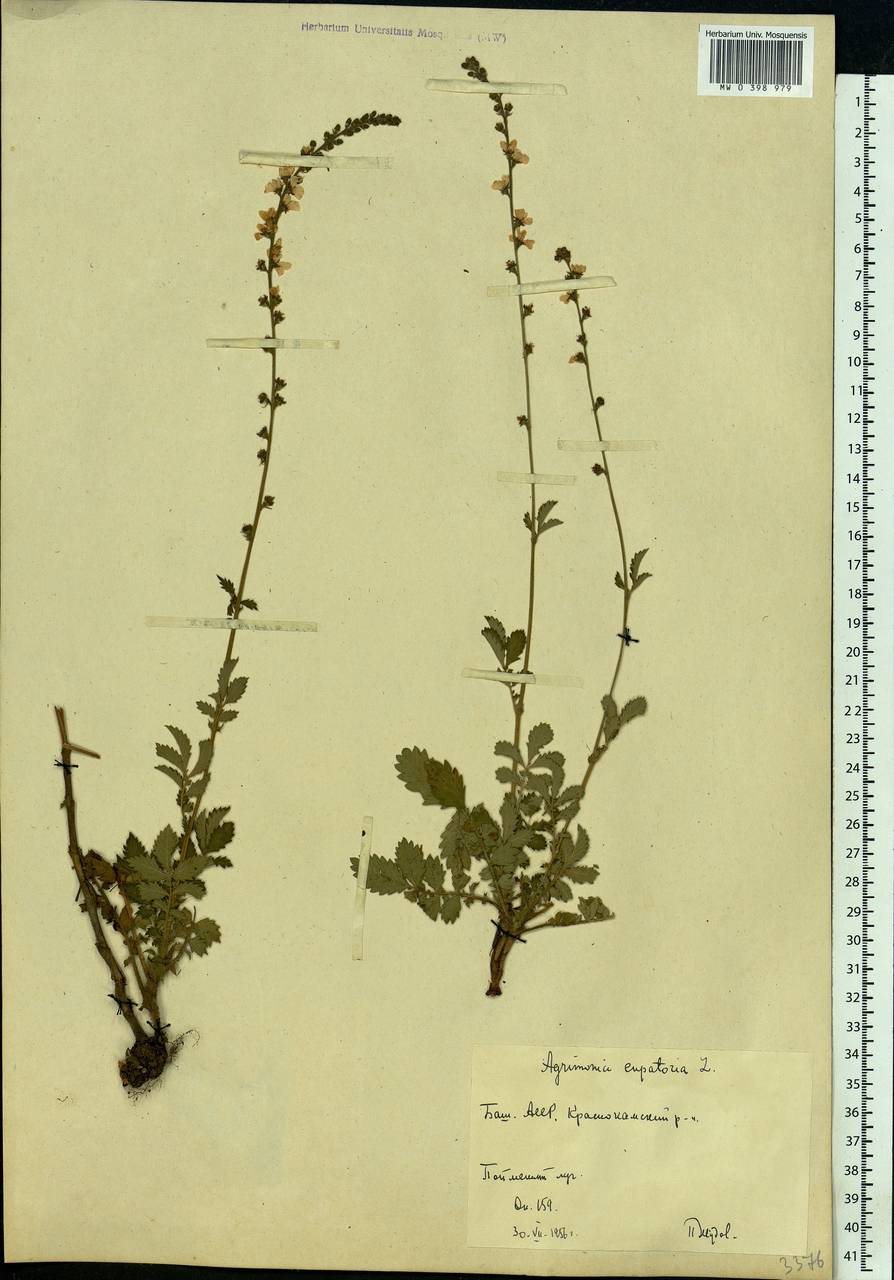 Agrimonia eupatoria L., Eastern Europe, Eastern region (E10) (Russia)