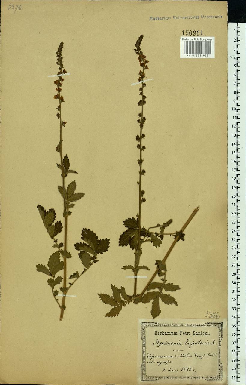 Agrimonia eupatoria L., Eastern Europe, North Ukrainian region (E11) (Ukraine)