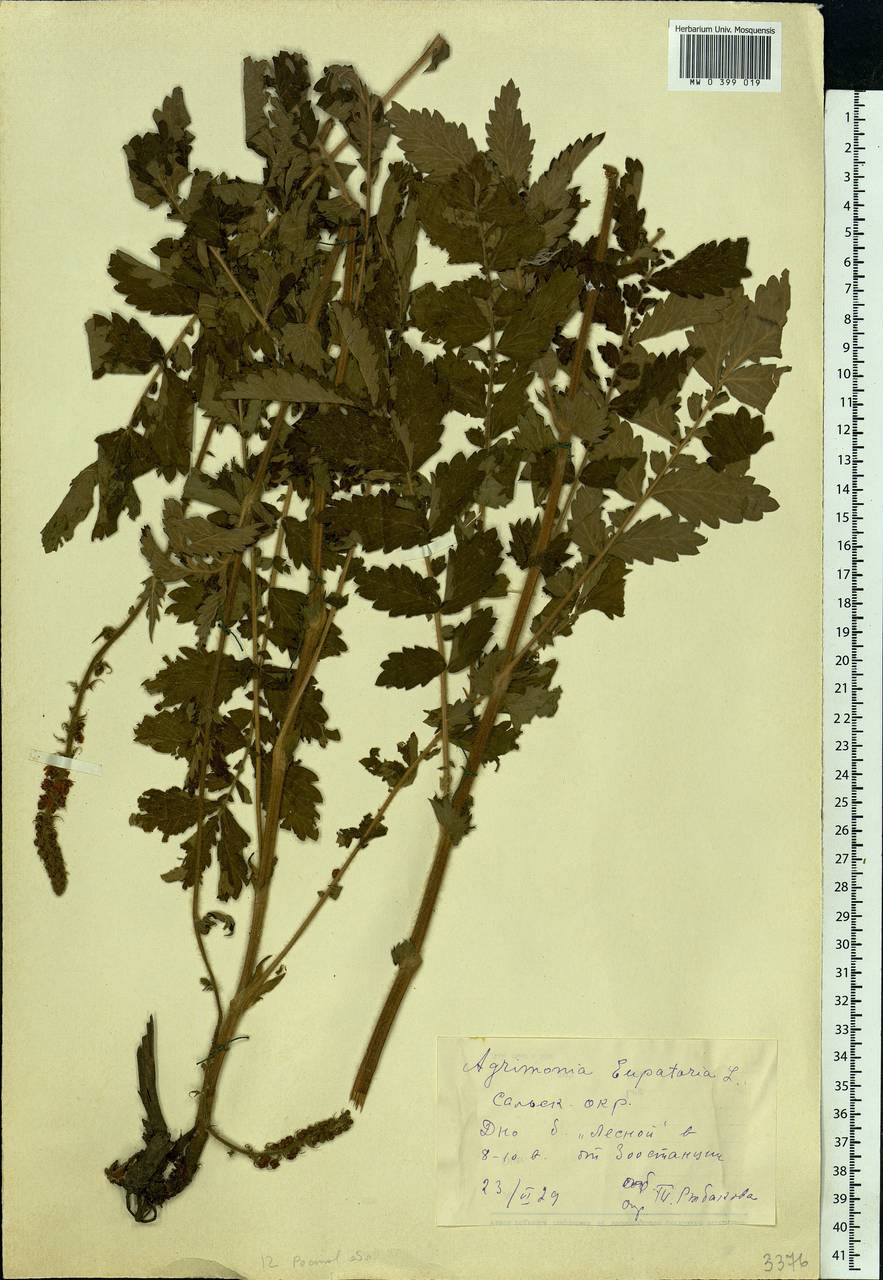 Agrimonia eupatoria L., Eastern Europe, Rostov Oblast (E12a) (Russia)