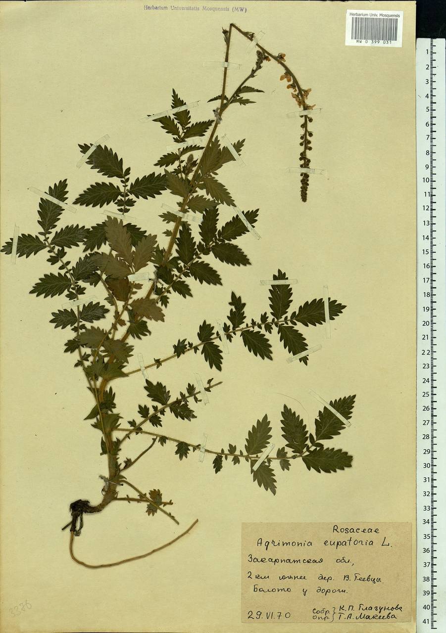 Agrimonia eupatoria L., Eastern Europe, West Ukrainian region (E13) (Ukraine)