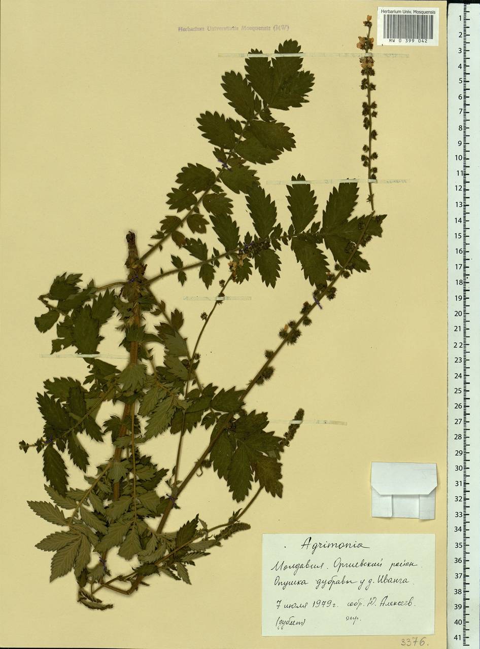 Agrimonia eupatoria L., Eastern Europe, Moldova (E13a) (Moldova)