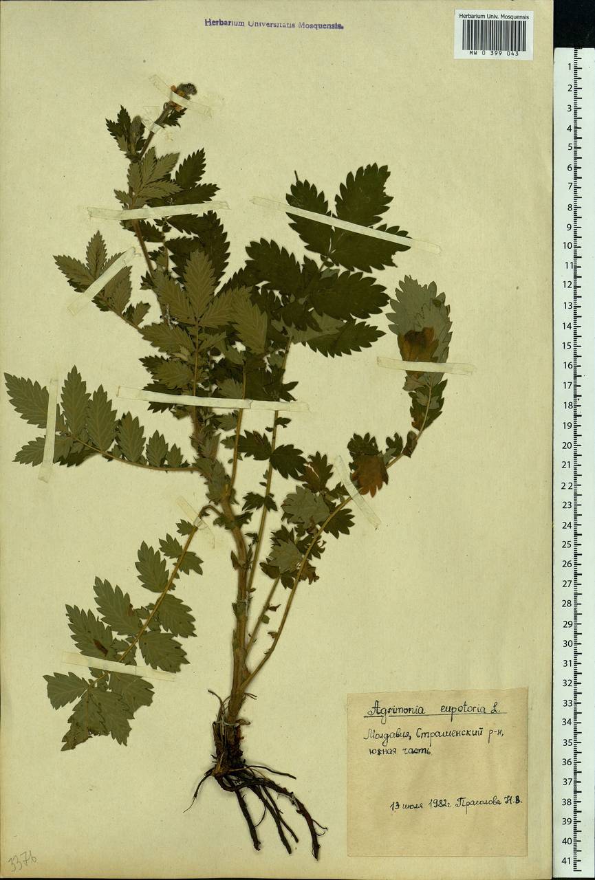 Agrimonia eupatoria L., Eastern Europe, Moldova (E13a) (Moldova)