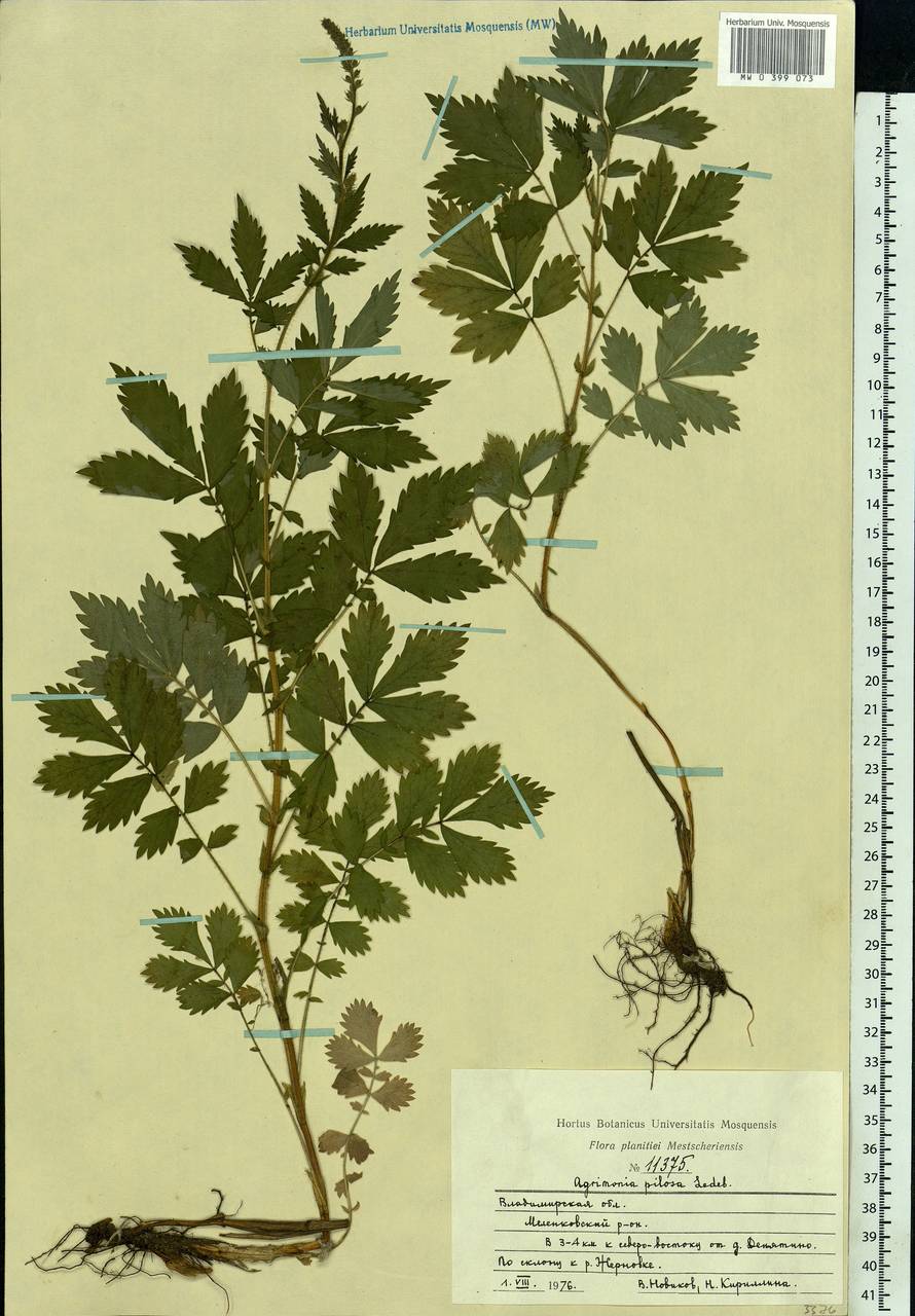 Agrimonia pilosa Ledeb., Eastern Europe, Central region (E4) (Russia)