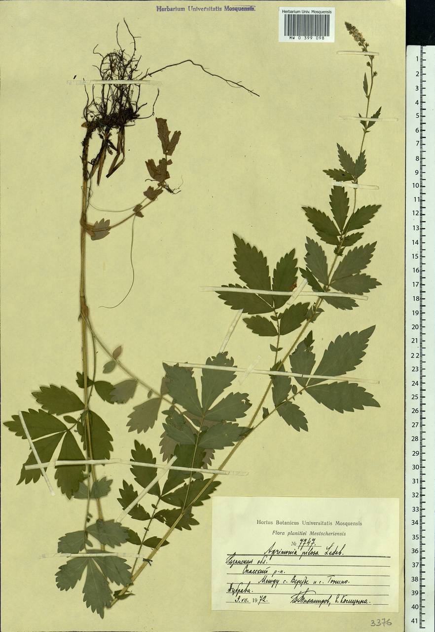 Agrimonia pilosa Ledeb., Eastern Europe, Central region (E4) (Russia)