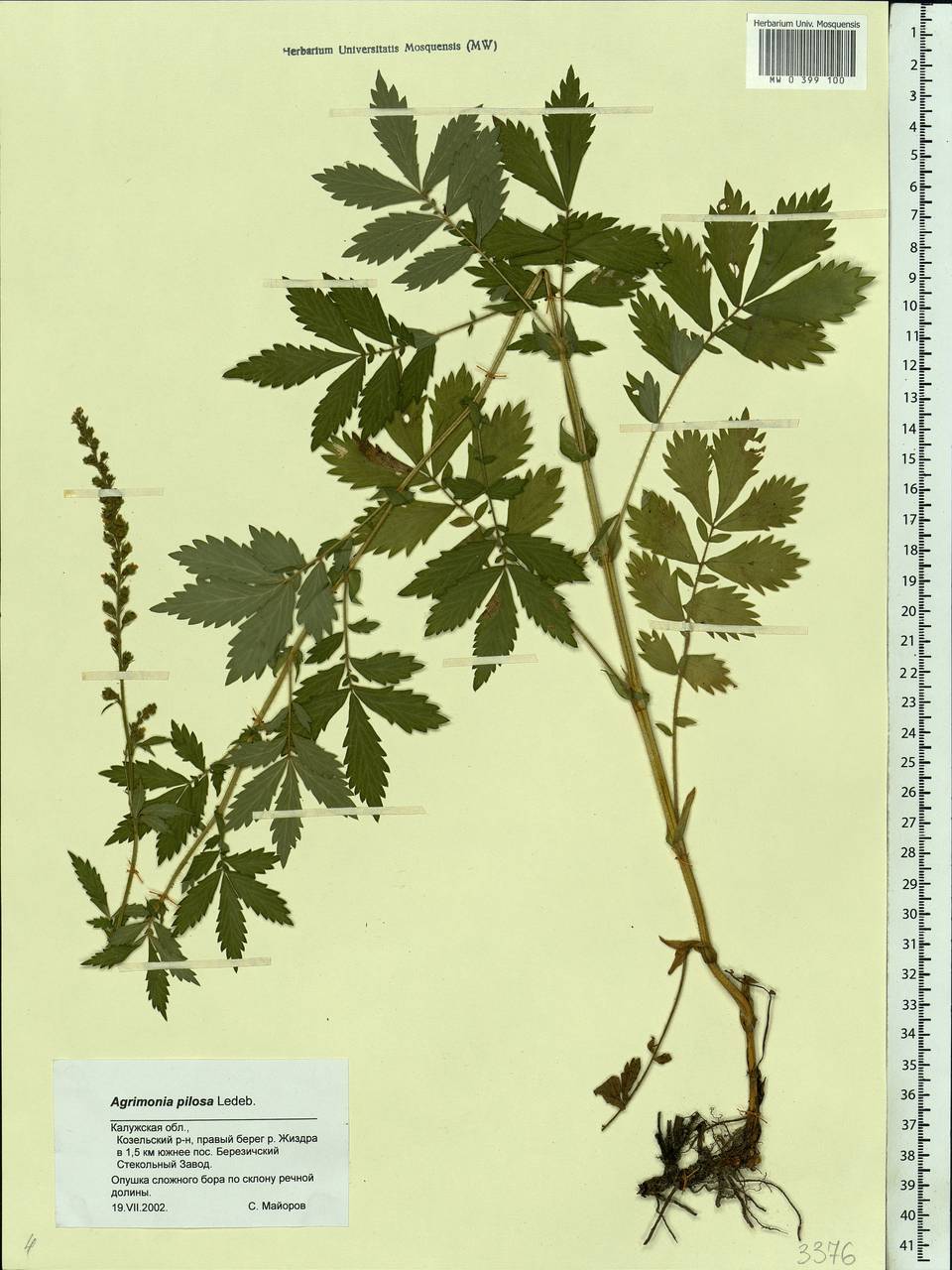 Agrimonia pilosa Ledeb., Eastern Europe, Central region (E4) (Russia)