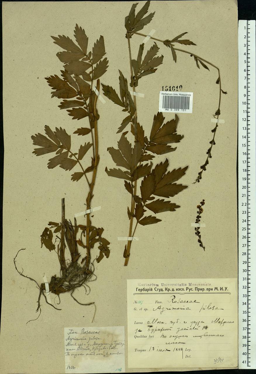 Agrimonia pilosa Ledeb., Eastern Europe, Moscow region (E4a) (Russia)