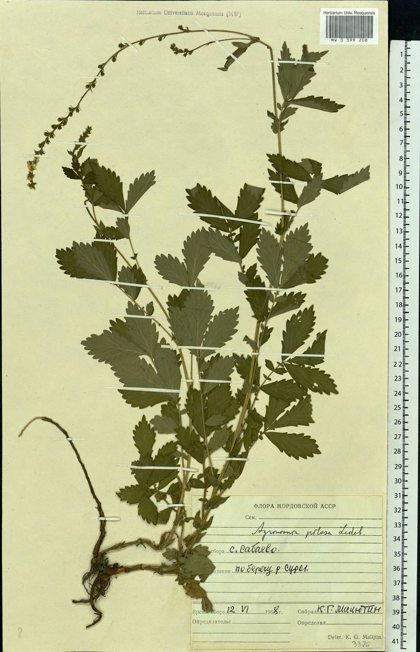 Agrimonia pilosa Ledeb., Eastern Europe, Middle Volga region (E8) (Russia)