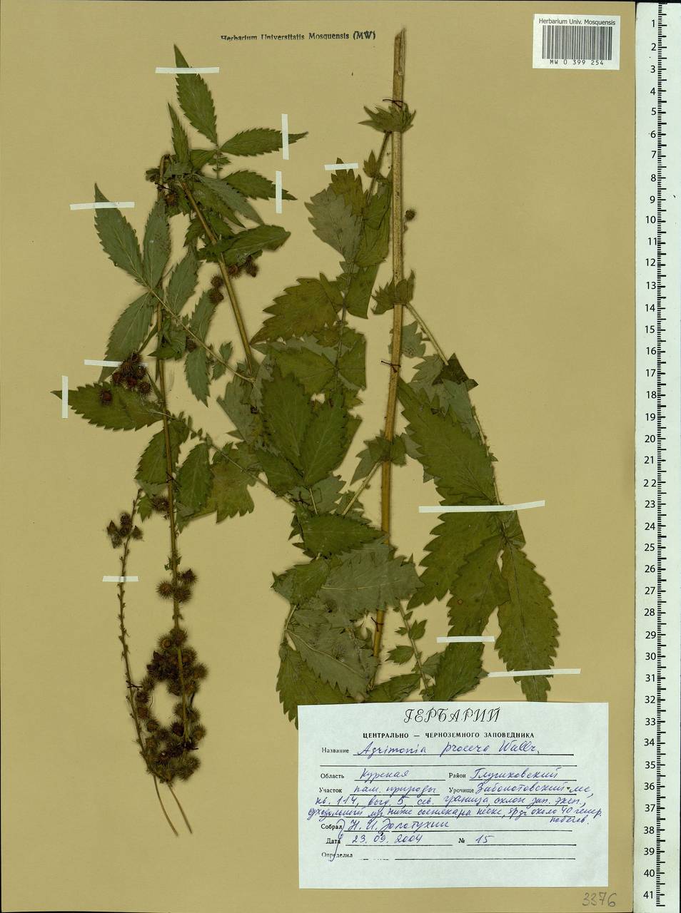 Agrimonia procera Wallr., Eastern Europe, Central forest-and-steppe region (E6) (Russia)