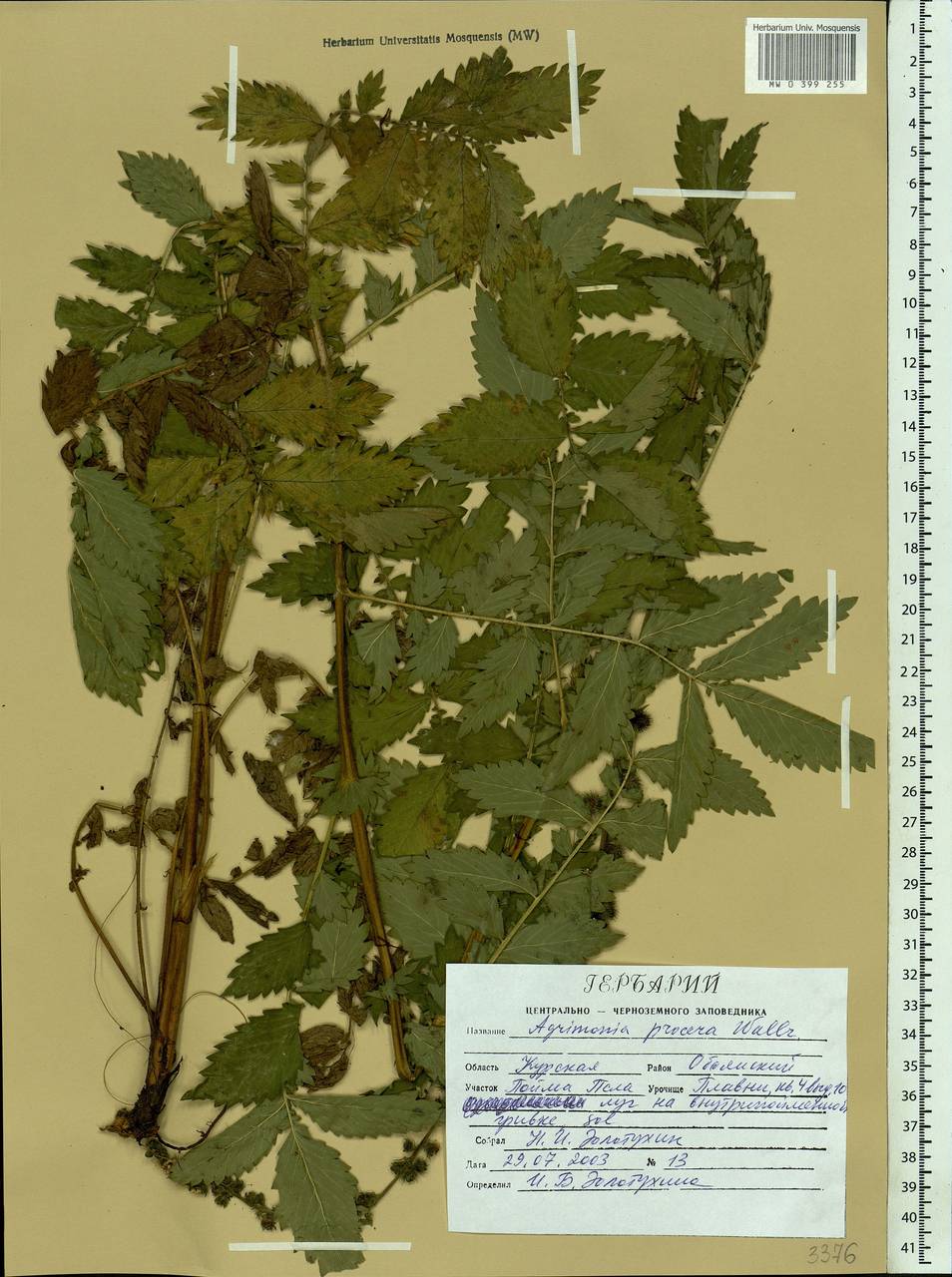 Agrimonia procera Wallr., Eastern Europe, Central forest-and-steppe region (E6) (Russia)