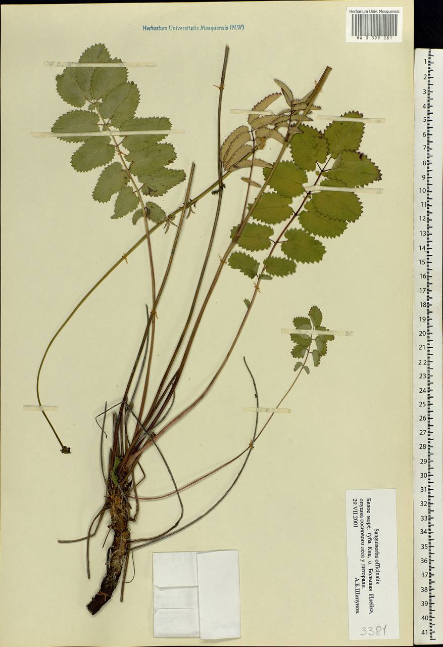 Sanguisorba officinalis L., Eastern Europe, Northern region (E1) (Russia)