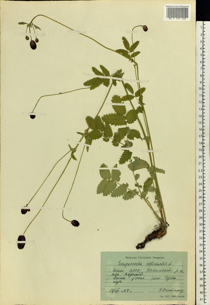 Sanguisorba officinalis L., Eastern Europe, Northern region (E1) (Russia)