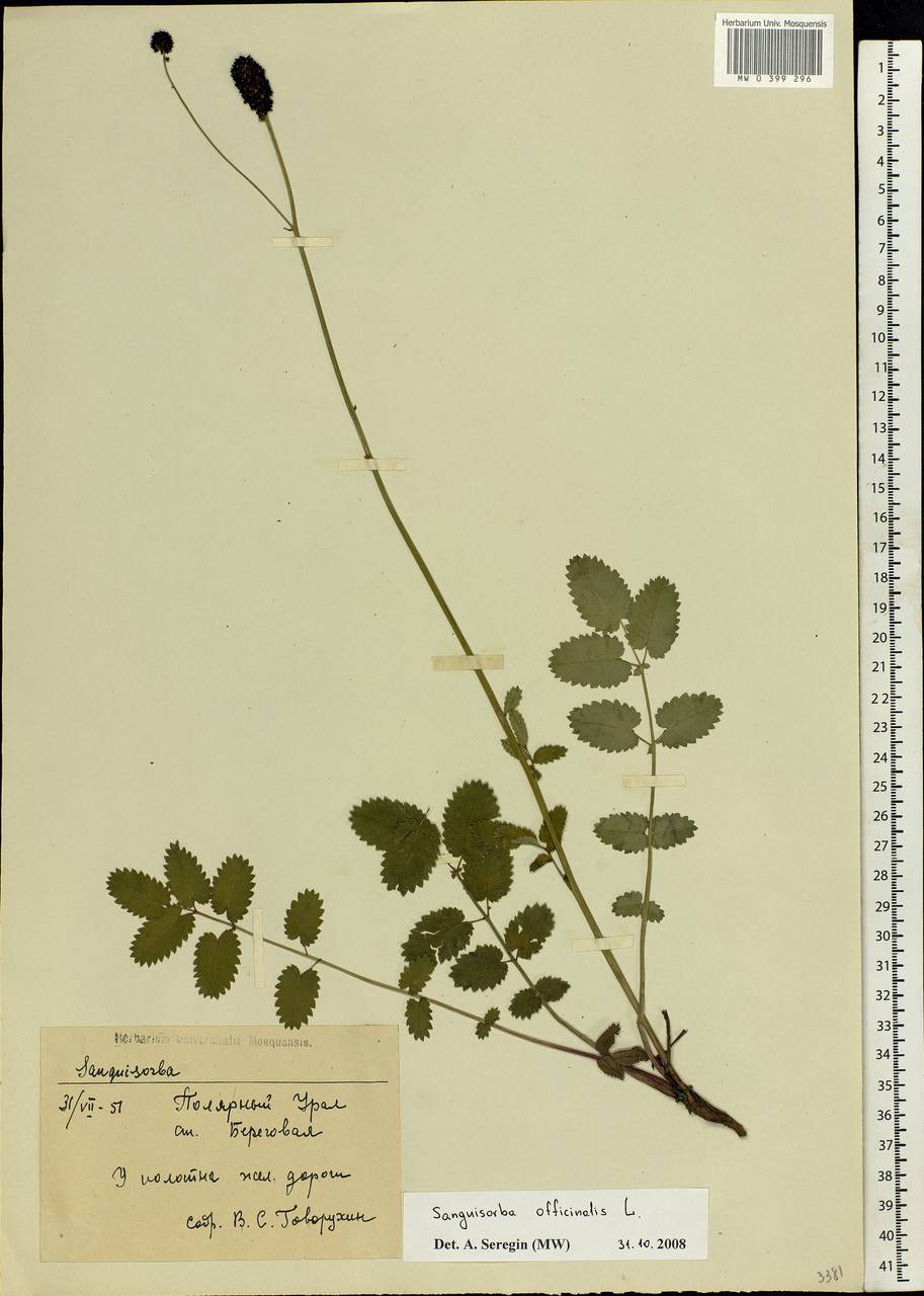 Sanguisorba officinalis L., Eastern Europe, Northern region (E1) (Russia)