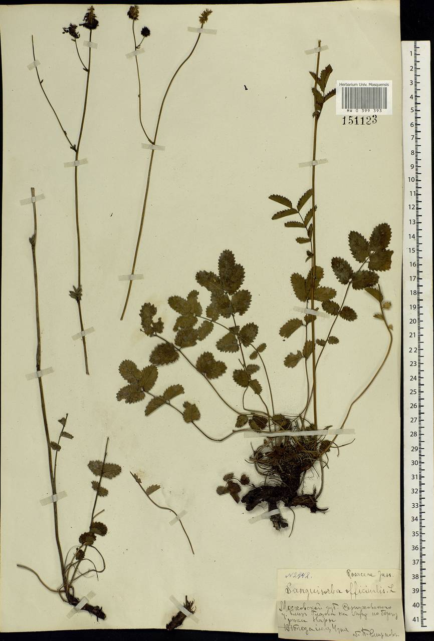 Sanguisorba officinalis L., Eastern Europe, Moscow region (E4a) (Russia)