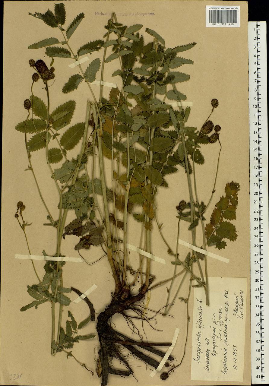 Sanguisorba officinalis L., Eastern Europe, Moscow region (E4a) (Russia)