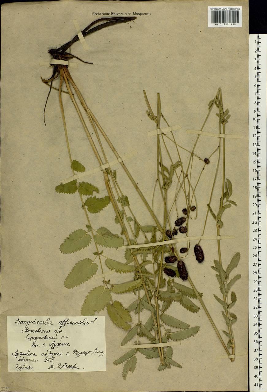 Sanguisorba officinalis L., Eastern Europe, Moscow region (E4a) (Russia)