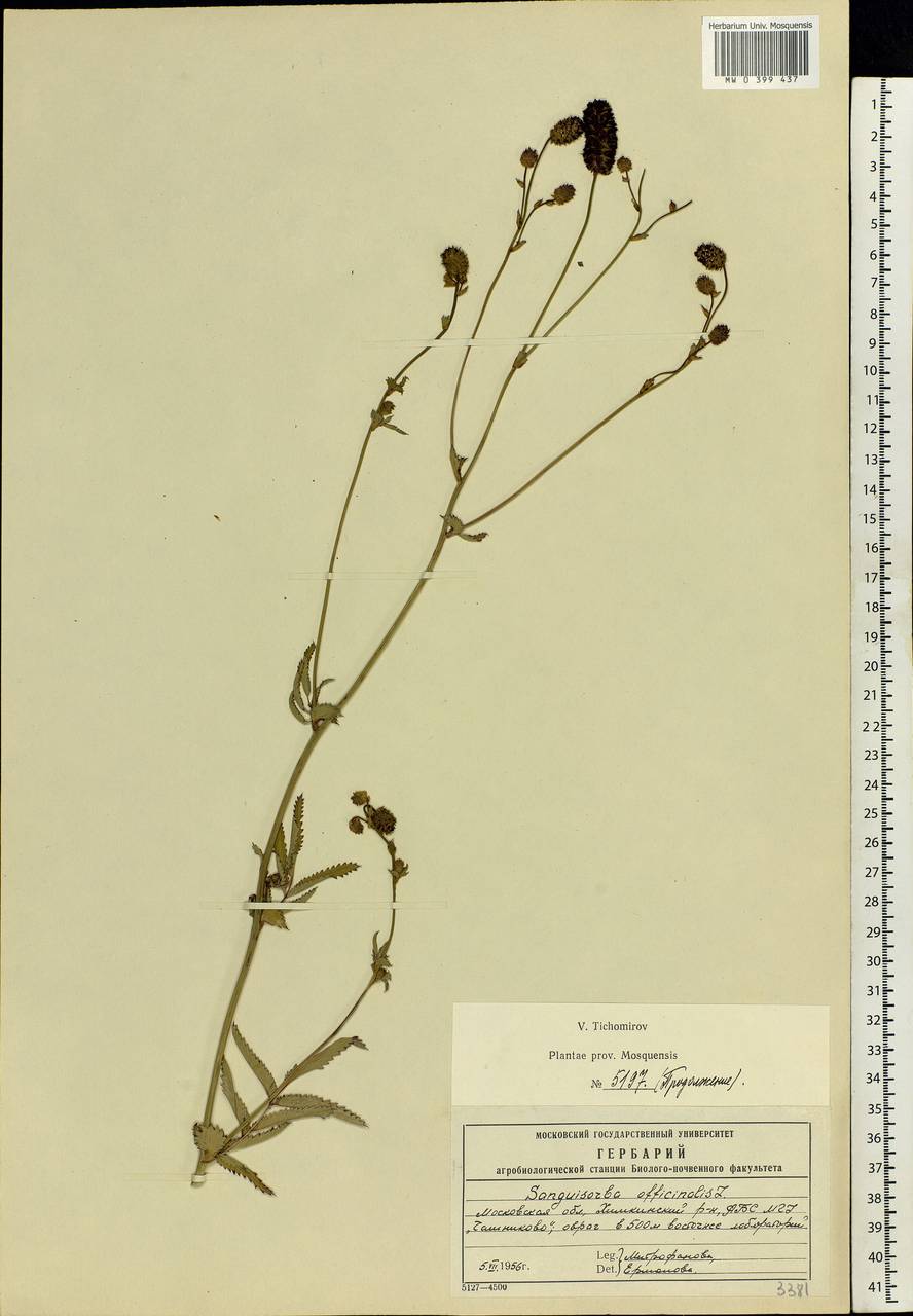 Sanguisorba officinalis L., Eastern Europe, Moscow region (E4a) (Russia)