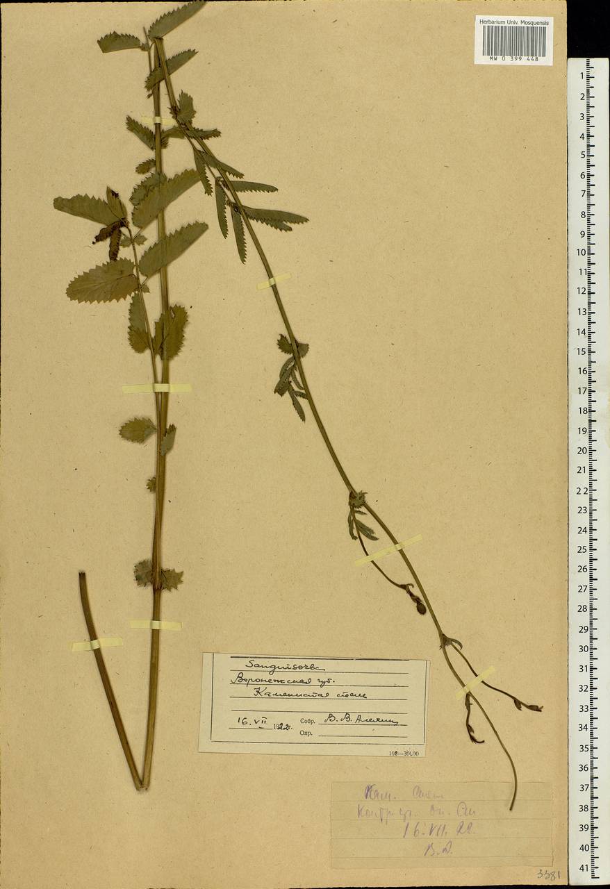 Sanguisorba officinalis L., Eastern Europe, Central forest-and-steppe region (E6) (Russia)