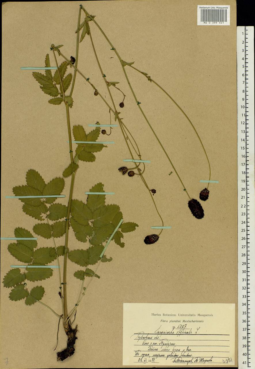 Sanguisorba officinalis L., Eastern Europe, Volga-Kama region (E7) (Russia)