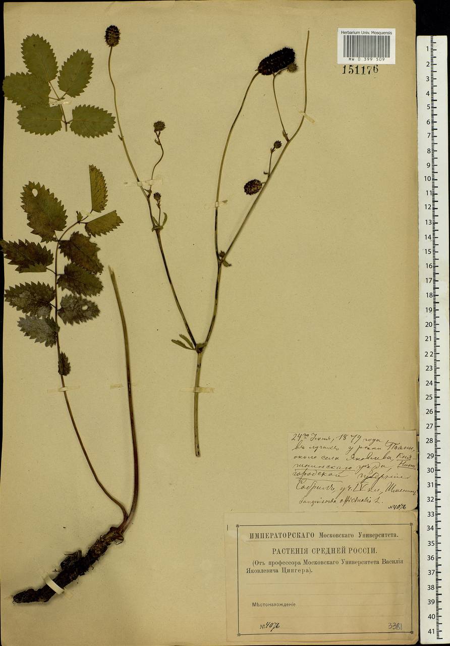 Sanguisorba officinalis L., Eastern Europe, Volga-Kama region (E7) (Russia)