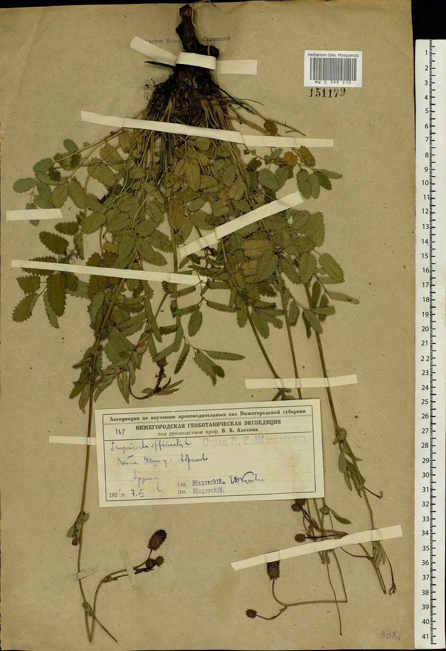 Sanguisorba officinalis L., Eastern Europe, Volga-Kama region (E7) (Russia)