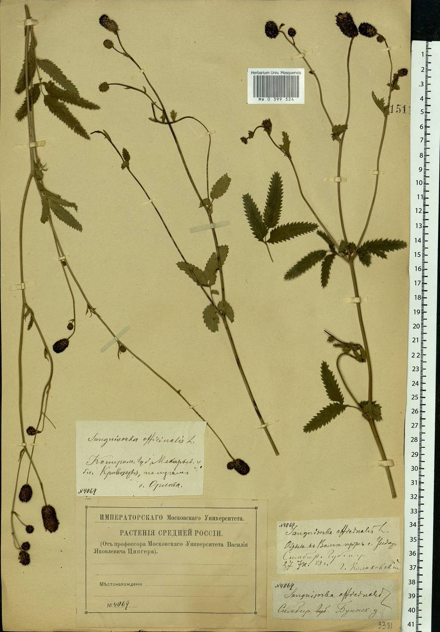 Sanguisorba officinalis L., Eastern Europe, Central forest region (E5) (Russia)