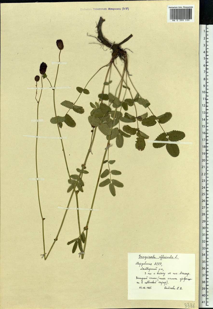 Sanguisorba officinalis L., Eastern Europe, Middle Volga region (E8) (Russia)