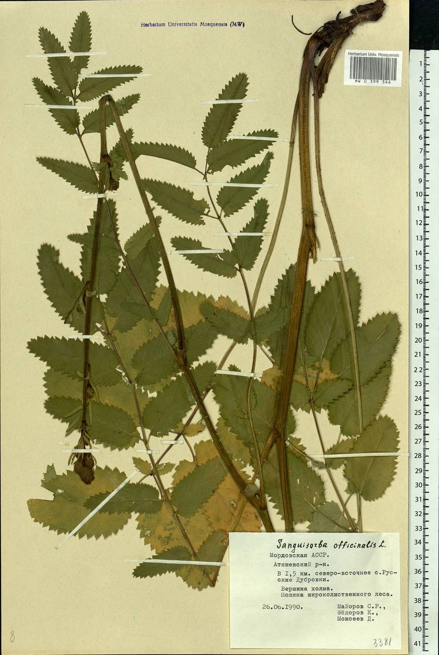 Sanguisorba officinalis L., Eastern Europe, Middle Volga region (E8) (Russia)