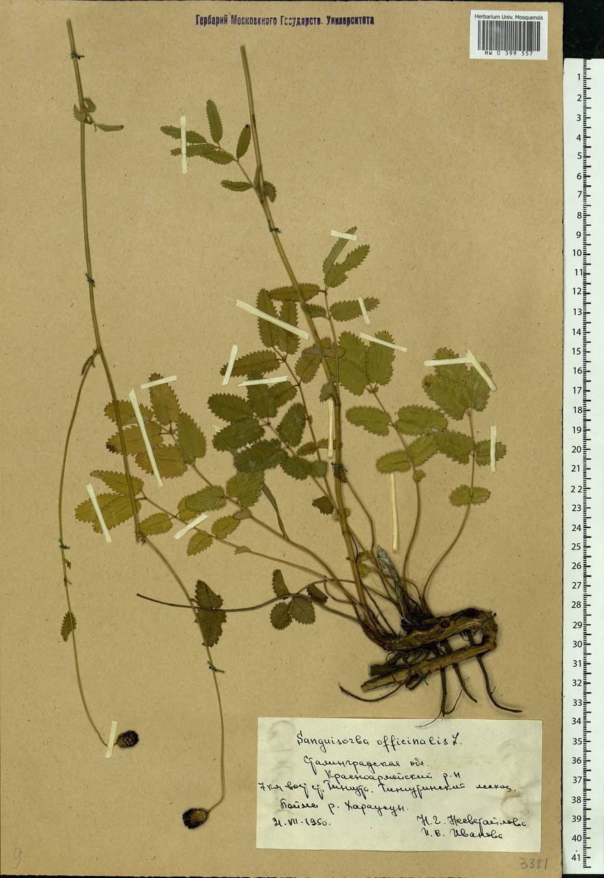 Sanguisorba officinalis L., Eastern Europe, Lower Volga region (E9) (Russia)