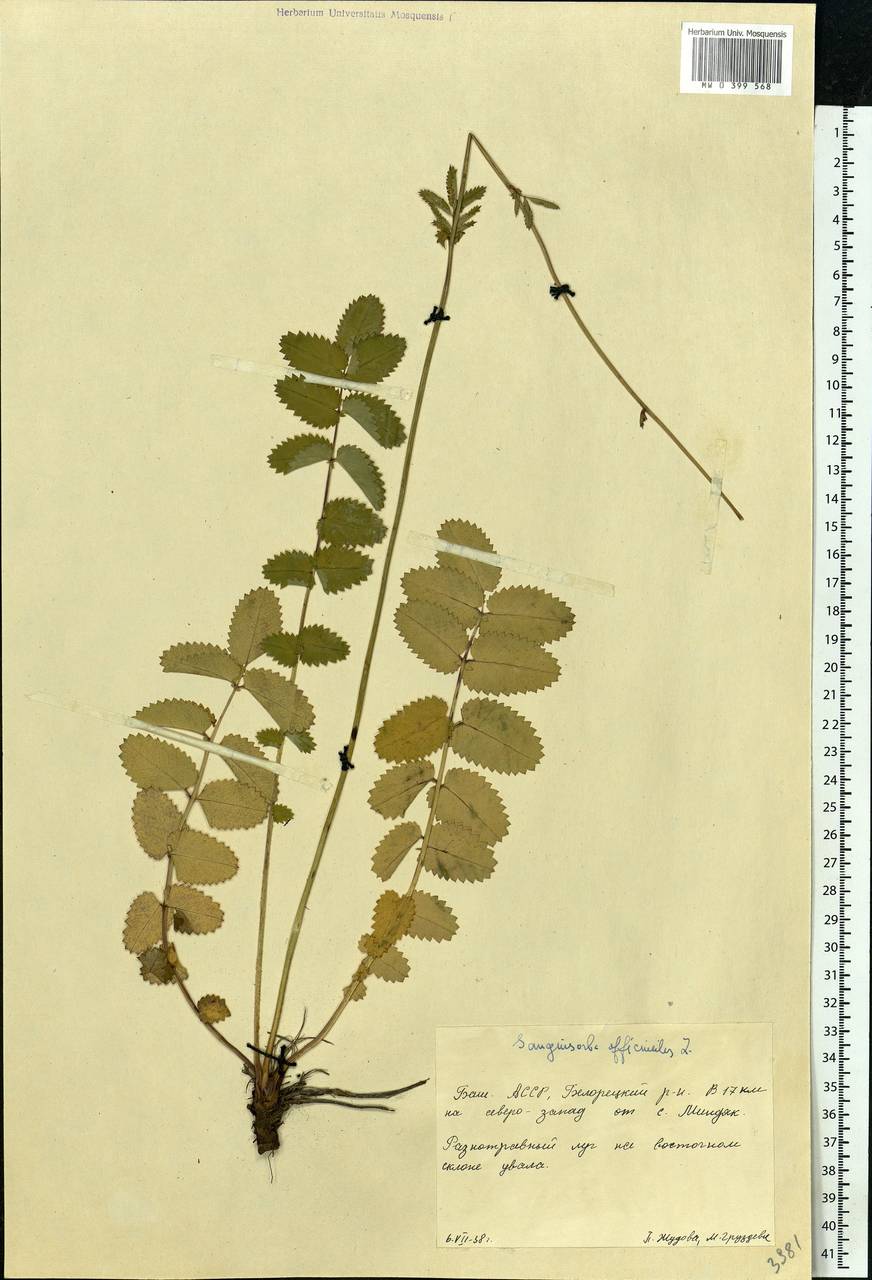Sanguisorba officinalis L., Eastern Europe, Eastern region (E10) (Russia)