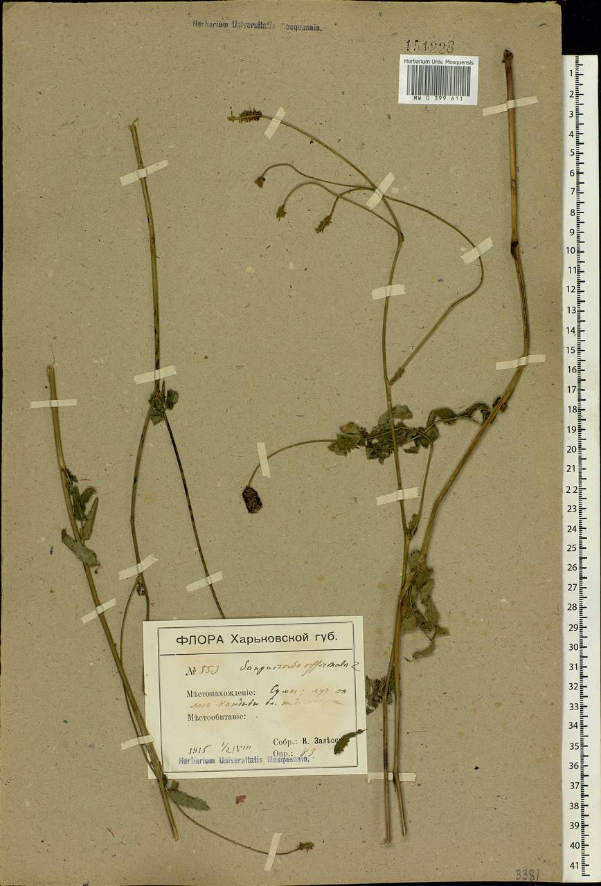 Sanguisorba officinalis L., Eastern Europe, North Ukrainian region (E11) (Ukraine)