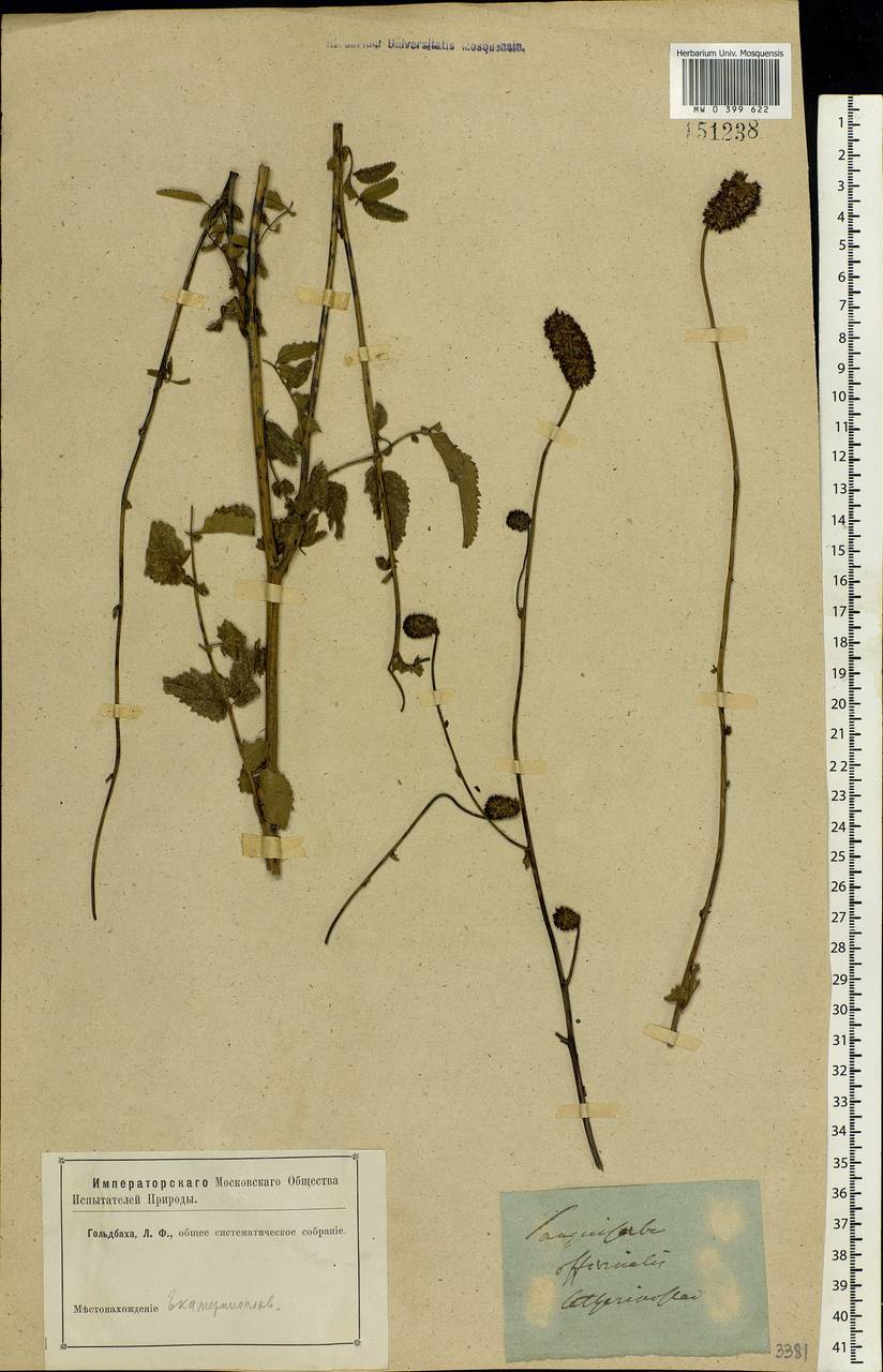 Sanguisorba officinalis L., Eastern Europe, South Ukrainian region (E12) (Ukraine)