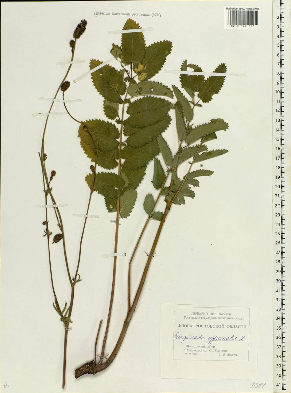 Sanguisorba officinalis L., Eastern Europe, Rostov Oblast (E12a) (Russia)