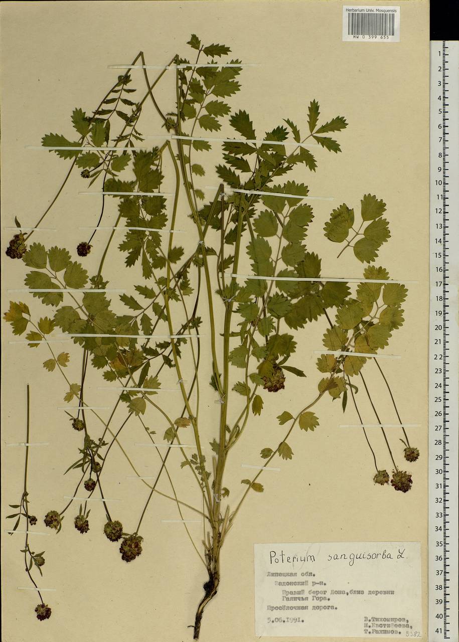 Poterium sanguisorba L., Eastern Europe, Central forest-and-steppe region (E6) (Russia)