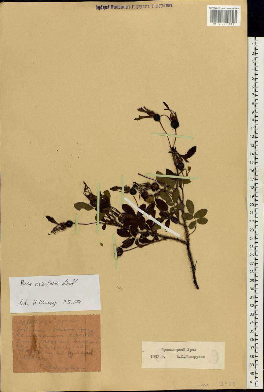 Rosa acicularis Lindl., Siberia, Western Siberia (S1) (Russia)