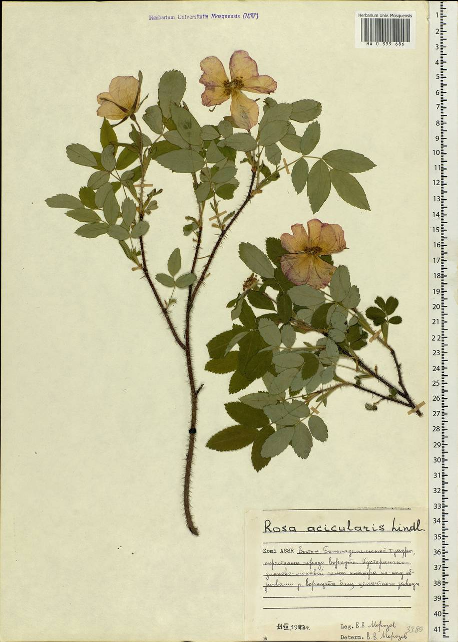 Rosa acicularis Lindl., Eastern Europe, Northern region (E1) (Russia)