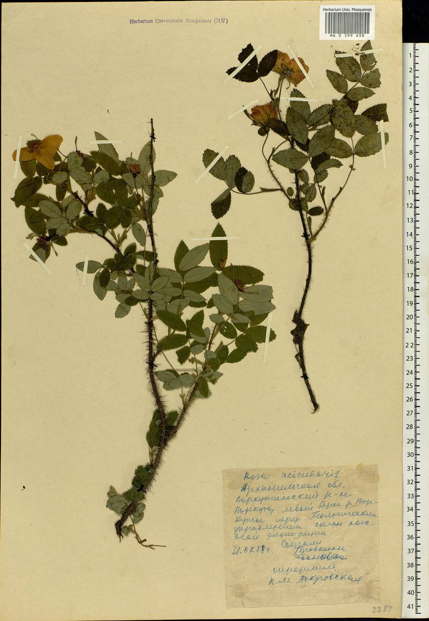 Rosa acicularis Lindl., Eastern Europe, Northern region (E1) (Russia)