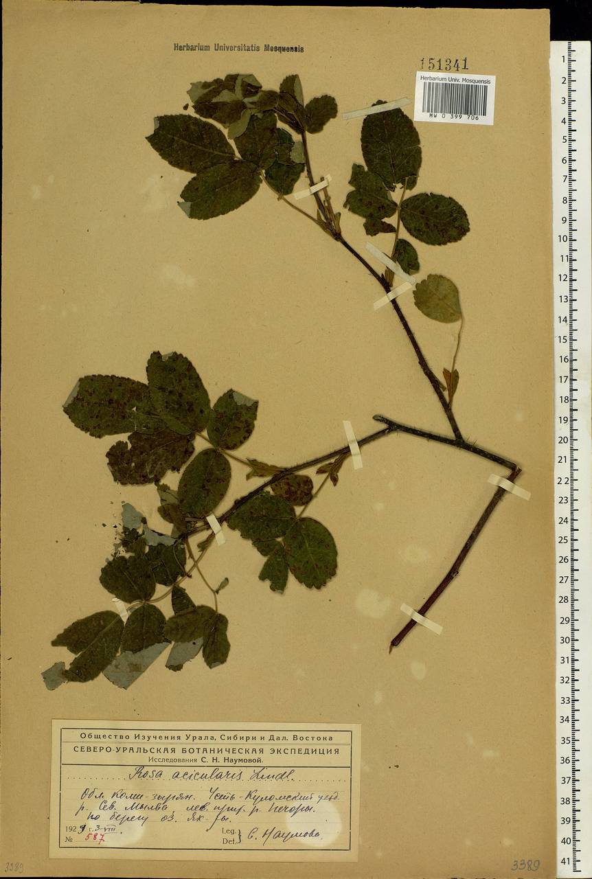Rosa acicularis Lindl., Eastern Europe, Northern region (E1) (Russia)